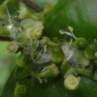 Cayratia reticulata (M.A.Lawson) Mabb.